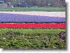 Flere tulipanmarker langs kanalerne